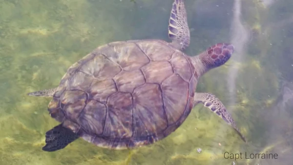 Coastal Wildlife Adventures