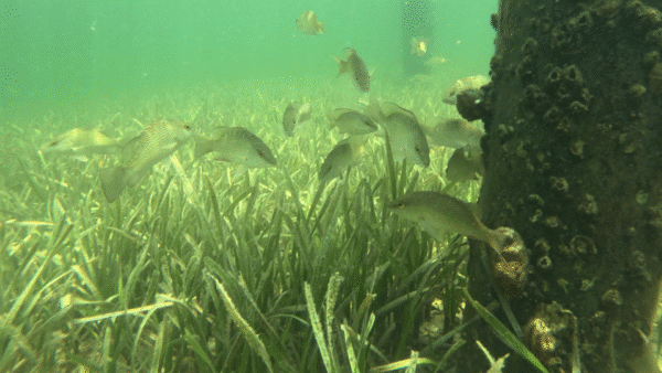 Snorkeling in Seagrass beds in St. Joseph Bay