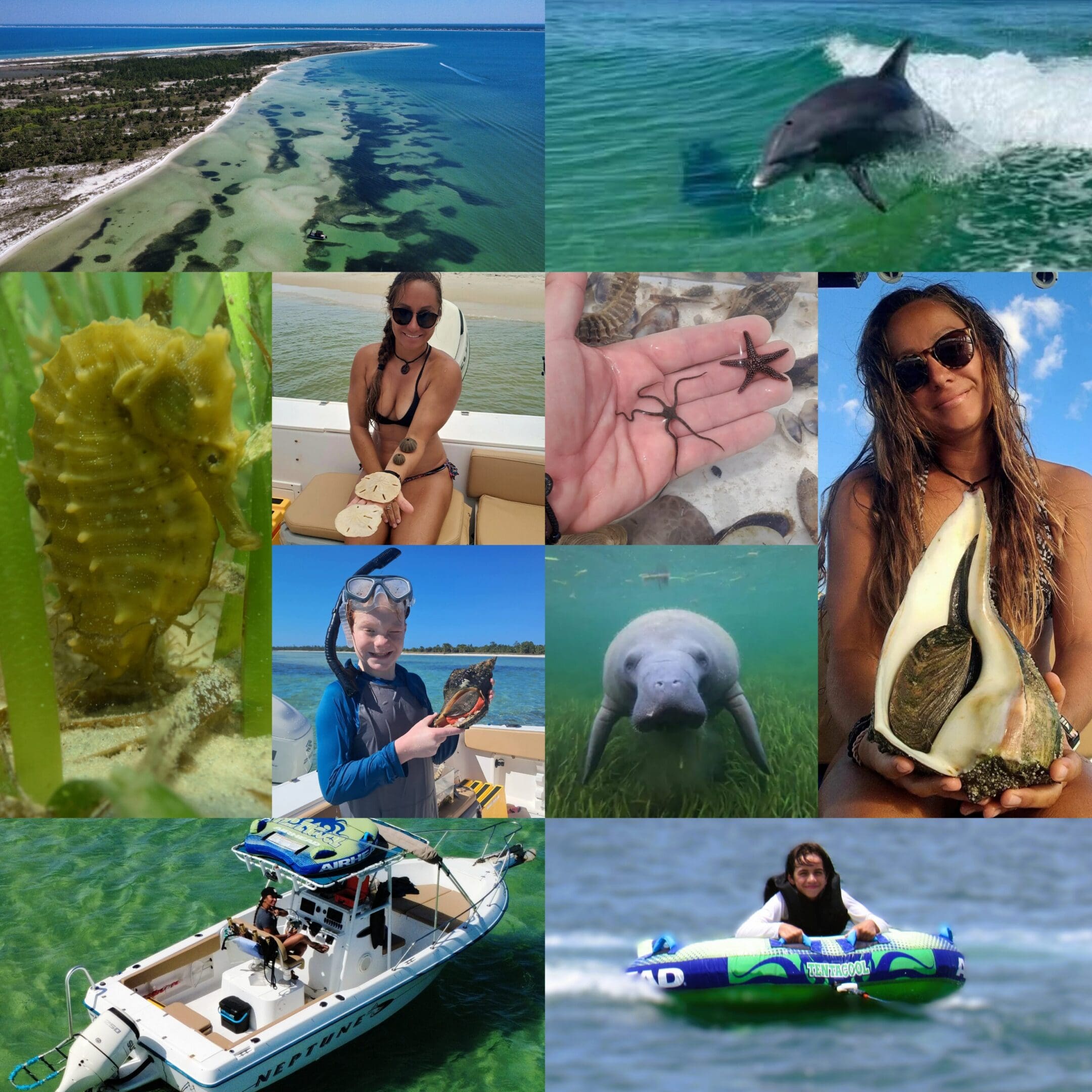 Collage of sea animals and snorkeling
