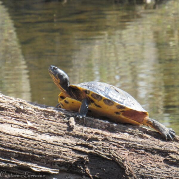 Freshwater Spring and River Adventure - Image 6