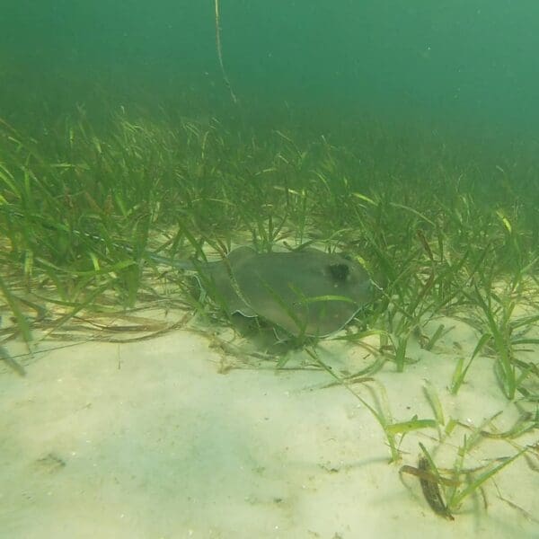 Mexico Beach Snorkeling, Shelling, and Sealife Tour - Image 3