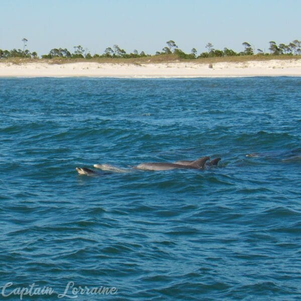 Mexico Beach Snorkeling, Shelling, and Sealife Tour - Image 5