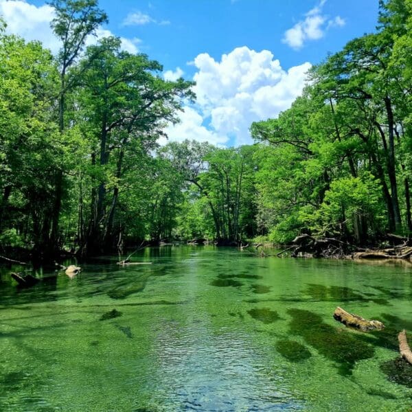 Freshwater Spring and River Adventure