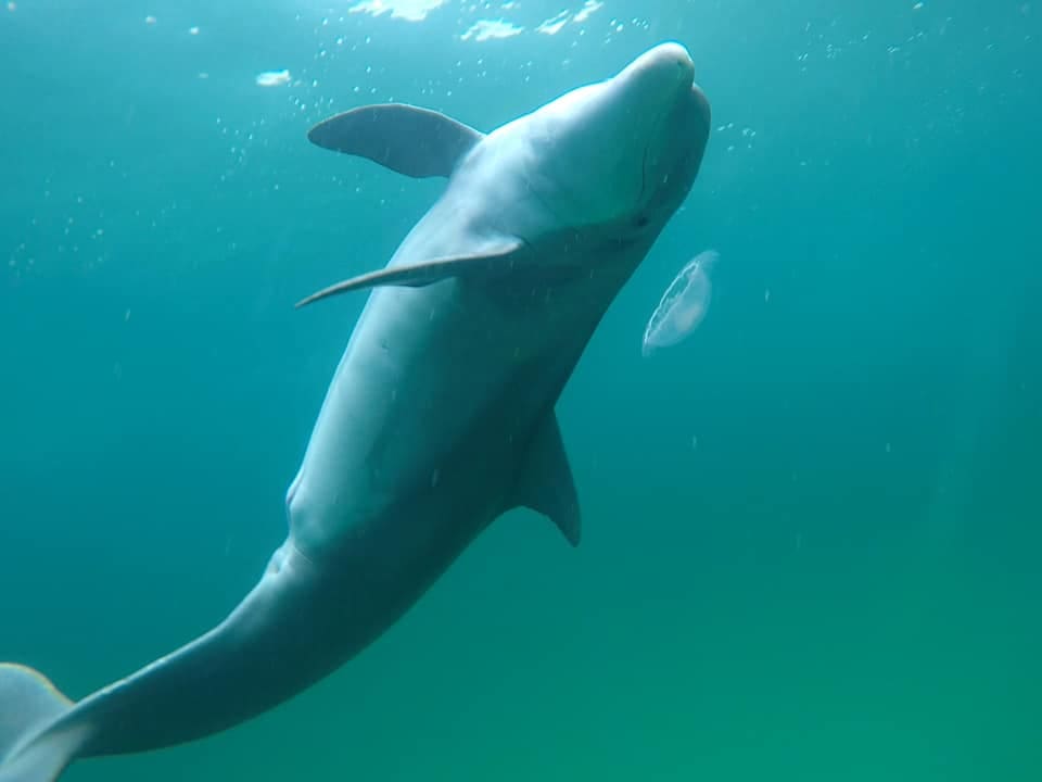 dolphin2 - Copy - Copy
